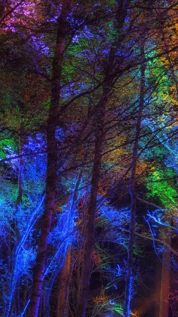 Colorful forest