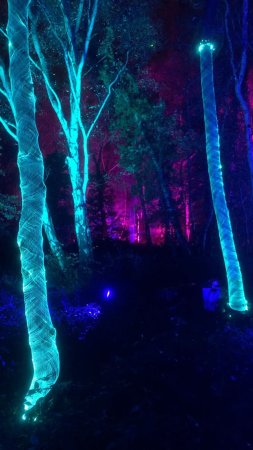 Enchanted forest