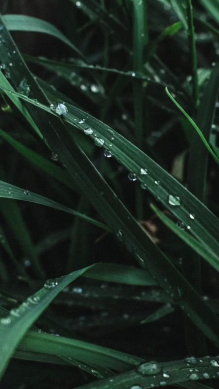 Water grass