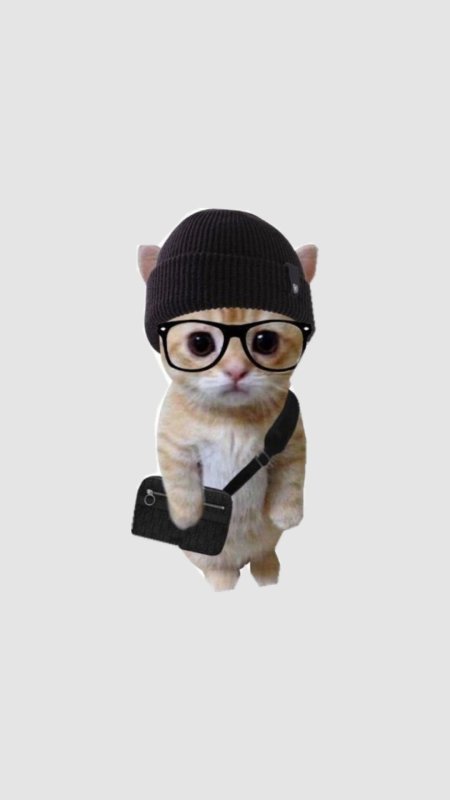 Кот с очками