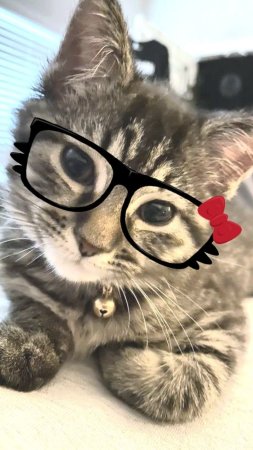 Cute cat with glasses and bow