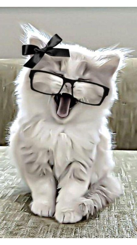 Котики милые смешные