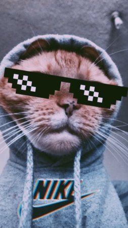 Крутые котики