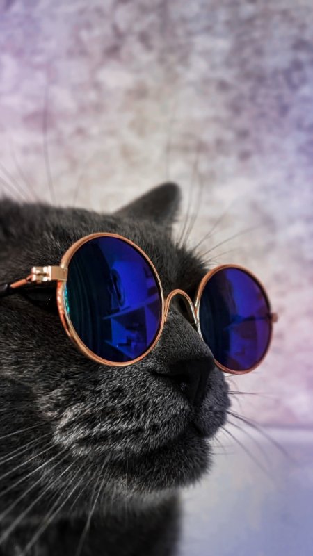 Крутые коты в очках