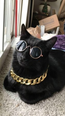 Кот крутой