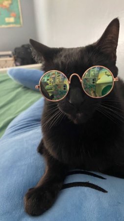 Котик в очках