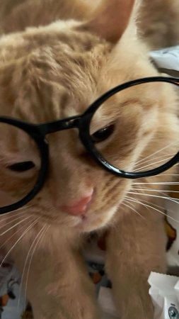 An orange cat wearing glasses