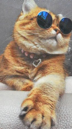 Котик в очках