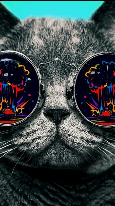 Кот в очках космос