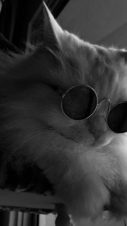 Cat sunglasses