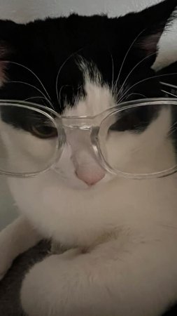 Cat with glasses