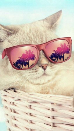 Котик в солнечных очках